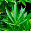 Cannabis en Colorado